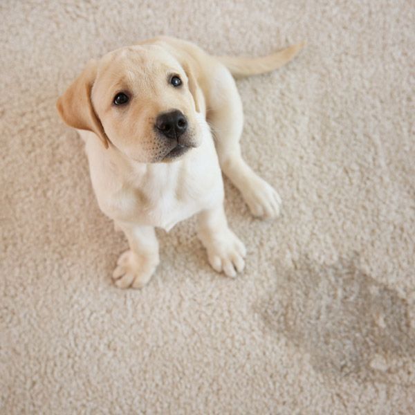Pet Odor and Stain Removal in Willis TX