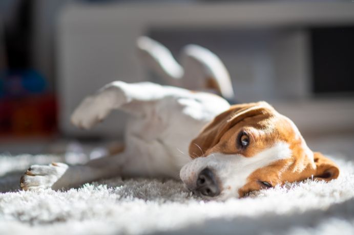 How Long Does It Take Carpet To Dry After Carpet Cleaning