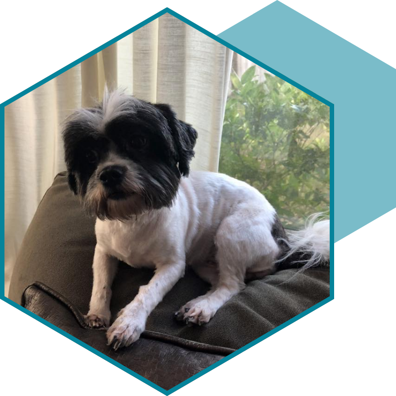 Local Pet Odor Cleaning Services