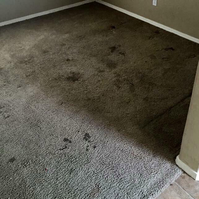 Pet Odor and Stain Removal Before Cleaning