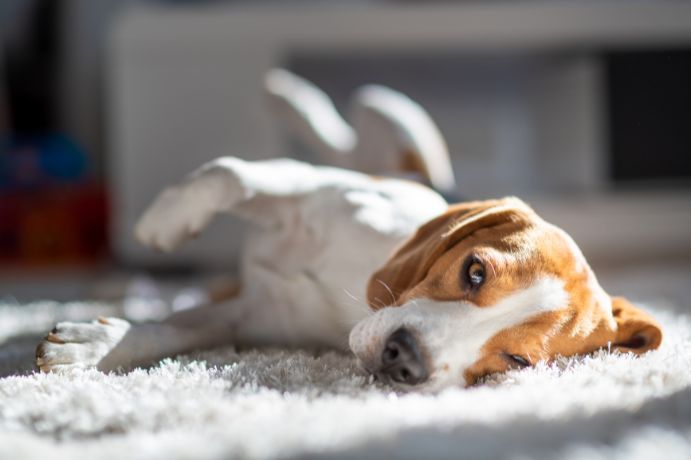 What Is The Average Cost Of Pet Odor Removal In Alvin Tx